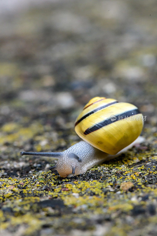 田螺、褐唇螺或柠檬螺(Cepaea nemoralis)